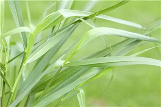 Panicum virgatum 'Hänse Herms' - Garten-Ruten-Hirse 'Hänse Herms'