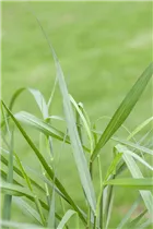 Panicum virgatum 'Hänse Herms' - Garten-Ruten-Hirse 'Hänse Herms'