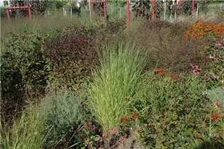 Panicum virgatum 'Hänse Herms' - Garten-Ruten-Hirse 'Hänse Herms'