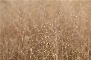 Panicum virgatum 'Heavy Metal' - Garten-Ruten-Hirse 'Heavy Metal'