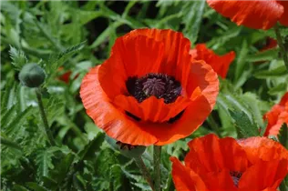 Papaver orientale 'Great Scarlet' - Orientalischer Garten-Mohn 'Great Scarlet'