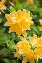  - Rhododendron molle 'Koster's Yellow'