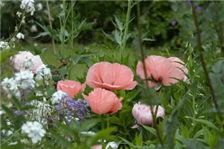 Papaver orientale 'Helen Elizabeth' - Orientalischer Garten-Mohn 'Helen Elizabeth' Papaver orientale 'Helen Elizabeth' - Orientalischer Garten-Mohn 'Helen Elizabeth'