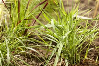 Panicum virgatum 'Prairie Sky' - Garten-Ruten-Hirse 'Prairie Sky'