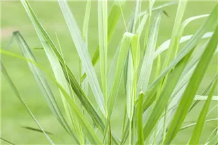 Panicum virgatum 'Rotstrahlbusch' - Garten-Ruten-Hirse 'Rotstrahlbusch' Panicum virgatum 'Rotstrahlbusch' - Garten-Ruten-Hirse 'Rotstrahlbusch'