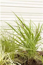 Panicum virgatum 'Rotstrahlbusch' - Garten-Ruten-Hirse 'Rotstrahlbusch' Panicum virgatum 'Rotstrahlbusch' - Garten-Ruten-Hirse 'Rotstrahlbusch'