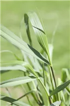 Panicum virgatum 'Squaw' - Garten-Ruten-Hirse 'Squaw'
