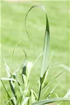 Panicum virgatum 'Squaw' - Garten-Ruten-Hirse 'Squaw'