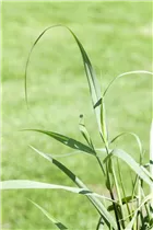 Panicum virgatum 'Squaw' - Garten-Ruten-Hirse 'Squaw'