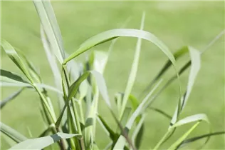 Panicum virgatum 'Squaw' - Garten-Ruten-Hirse 'Squaw'