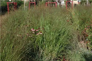 Panicum virgatum 'Squaw' - Garten-Ruten-Hirse 'Squaw'