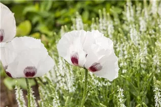 Papaver orientale 'Perry´s White' - Türkischer Mohn 'Perry´s White' Papaver orientale 'Perry´s White' - Türkischer Mohn 'Perry´s White'