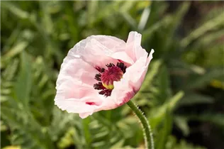 Papaver orientale 'Royal Wedding' - Orientalischer Garten-Mohn 'Royal Wedding'