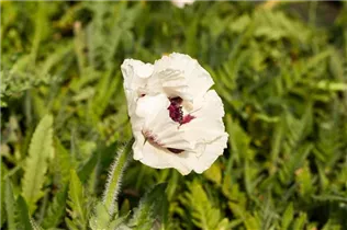 Papaver orientale 'Royal Wedding' - Orientalischer Garten-Mohn 'Royal Wedding'