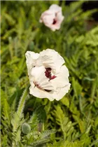 Papaver orientale 'Royal Wedding' - Orientalischer Garten-Mohn 'Royal Wedding'