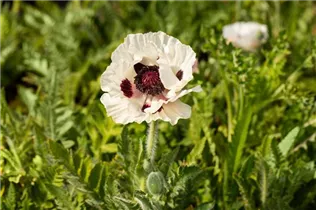 Papaver orientale 'Royal Wedding' - Orientalischer Garten-Mohn 'Royal Wedding'