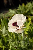 Papaver orientale 'Royal Wedding' - Orientalischer Garten-Mohn 'Royal Wedding'