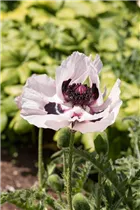 Papaver orientale 'Royal Wedding' - Orientalischer Garten-Mohn 'Royal Wedding'