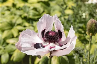 Papaver orientale 'Royal Wedding' - Orientalischer Garten-Mohn 'Royal Wedding'