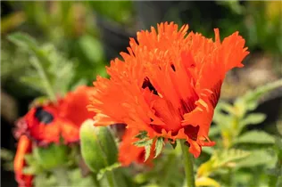 Papaver orientale 'Türkenlouis' - Orientalischer Garten-Mohn 'Türkenlouis'