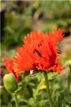 Papaver orientale 'Türkenlouis' - Orientalischer Garten-Mohn 'Türkenlouis'