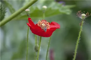 Papaver rhoeas - Klatsch-Mohn