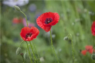 Papaver rhoeas - Klatsch-Mohn