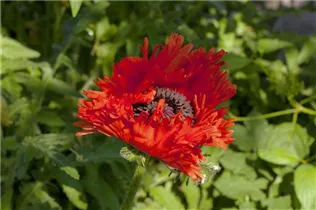Papaver rhoeas - Klatsch-Mohn