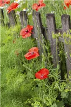 Papaver rhoeas - Klatsch-Mohn