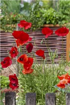 Papaver rhoeas - Klatsch-Mohn