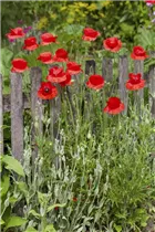Papaver rhoeas - Klatsch-Mohn