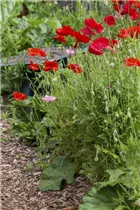 Papaver rhoeas - Klatsch-Mohn