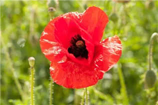 Papaver rhoeas - Klatsch-Mohn