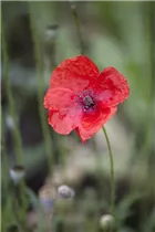 Papaver rhoeas 'Canto' - Klatsch-Mohn 'Canto'