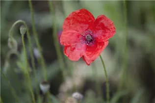 Papaver rhoeas 'Canto' - Klatsch-Mohn 'Canto'