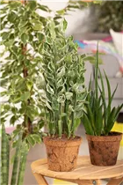 Pedilanthus tithymaloides 'Mystery Planet' - Teufelsrückrad 'Mystery Planet'