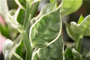 Pedilanthus tithymaloides 'Mystery Planet' - Teufelsrückrad 'Mystery Planet'