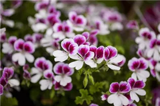 Pelargonium 'Angel Eyes'® - Duftpelargonie Pelargonium 'Angel Eyes'® - Duftpelargonie