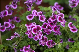 Pelargonium 'Angel Eyes'® - Duftpelargonie Pelargonium 'Angel Eyes'® - Duftpelargonie