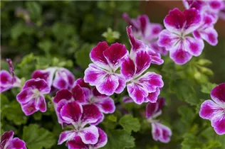Pelargonium 'Angel Eyes'® - Duftpelargonie Pelargonium 'Angel Eyes'® - Duftpelargonie