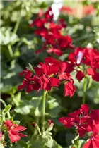 Pelargonium 'Caliente'® - Geranie