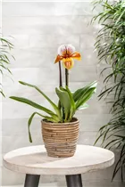 Paphiopedilum 'Americana' - Frauenschuh 'Americana'