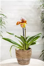 Paphiopedilum 'Americana' - Frauenschuh 'Americana'