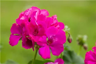 Pelargonium 'Calliope'® - Hybrid-Pelargonie 'Calliope'®
