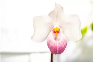 Paphiopedilum delenatii - Frauenschuh Paphiopedilum delenatii - Frauenschuh