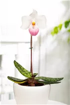 Paphiopedilum delenatii - Frauenschuh Paphiopedilum delenatii - Frauenschuh