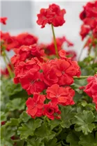 Pelargonium 'Citriodorum' - Zitronen-Geranie 'Citriodorum'