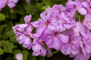 Pelargonium 'Citriodorum' - Zitronen-Geranie 'Citriodorum'