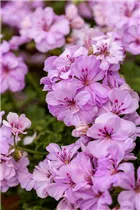 Pelargonium 'Citriodorum' - Zitronen-Geranie 'Citriodorum'