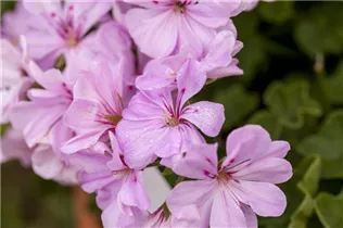 Pelargonium 'Citriodorum' - Zitronen-Geranie 'Citriodorum'